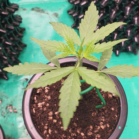 Banana Purple Punch Auto growlog timeline photo