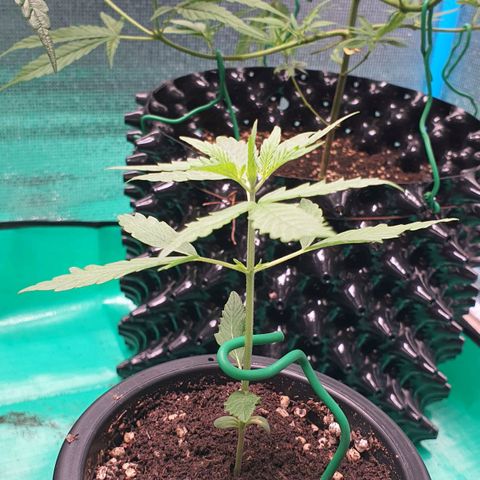 Banana Purple Punch Auto growlog timeline photo