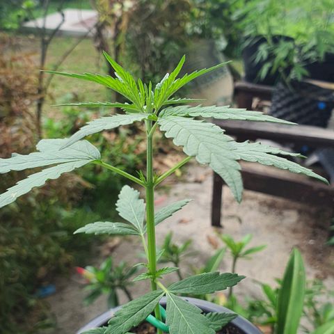 Banana Purple Punch Auto growlog timeline photo