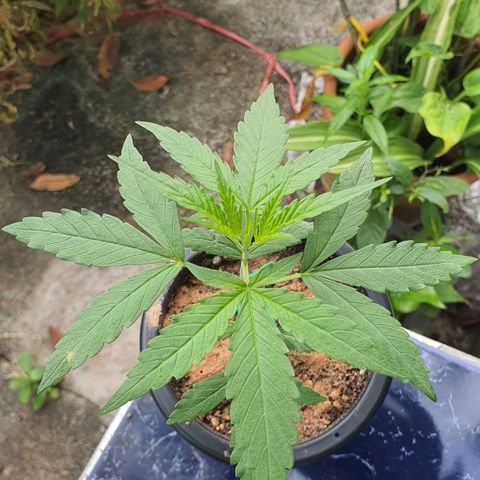 Banana Purple Punch Auto growlog timeline photo