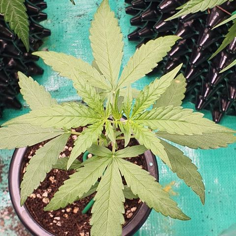 Banana Purple Punch Auto growlog timeline photo