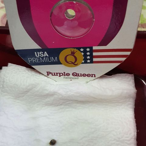 Purple Queen growlog photo: แช่น้ำ 24 ส.ค. 65 เวลา16.50น. 
บ่มทิชชู 12.30 น. 25 ส.ค. 65