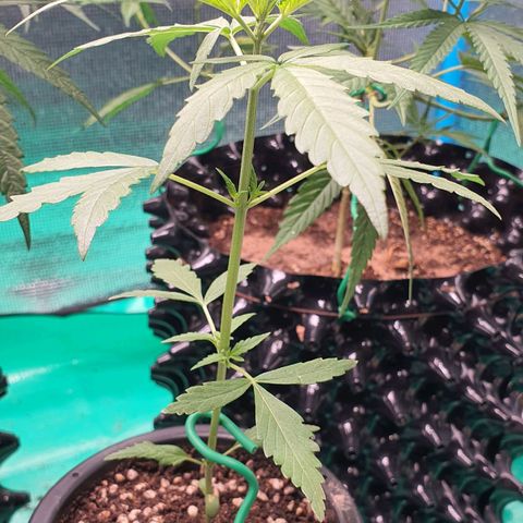 Banana Purple Punch Auto growlog timeline photo