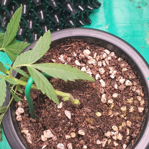 Banana Purple Punch Auto growlog photo: LST