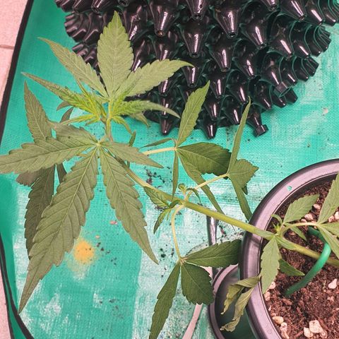 Banana Purple Punch Auto growlog photo: LST