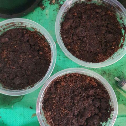 Purple Queen growlog photo: ลงดิน