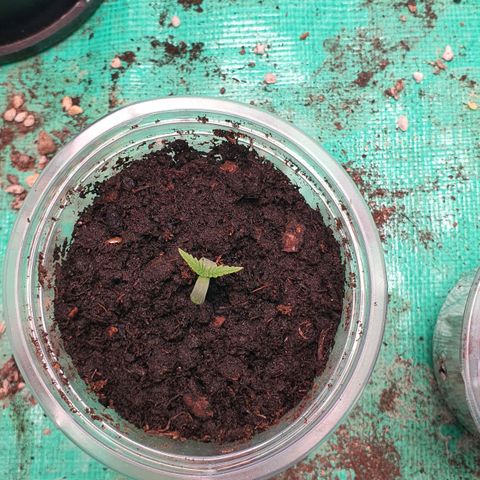 Purple Queen growlog timeline photo