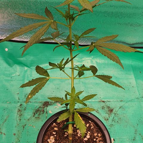 Banana Purple Punch Auto growlog timeline photo