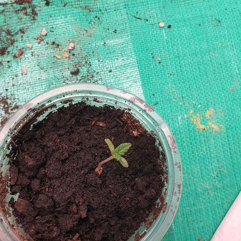 Purple Queen growlog timeline photo