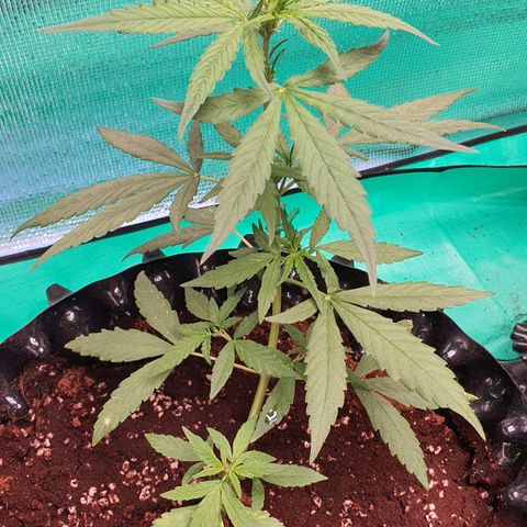 Banana Purple Punch Auto growlog photo: เปลี่ยนกระถาง 5 แกลลอน