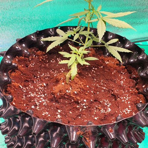 Banana Purple Punch Auto growlog photo: เปลี่ยนกระถาง 5 แกลลอน