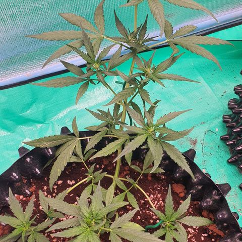 Banana Purple Punch Auto growlog timeline photo