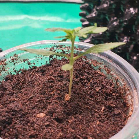 Purple Queen growlog timeline photo