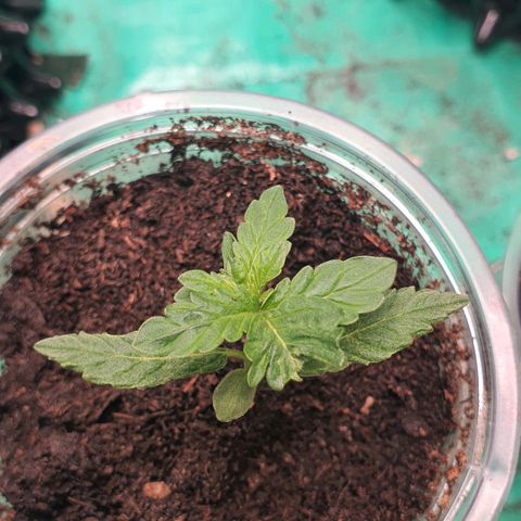 Purple Queen growlog timeline photo