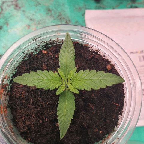 Purple Queen growlog timeline photo