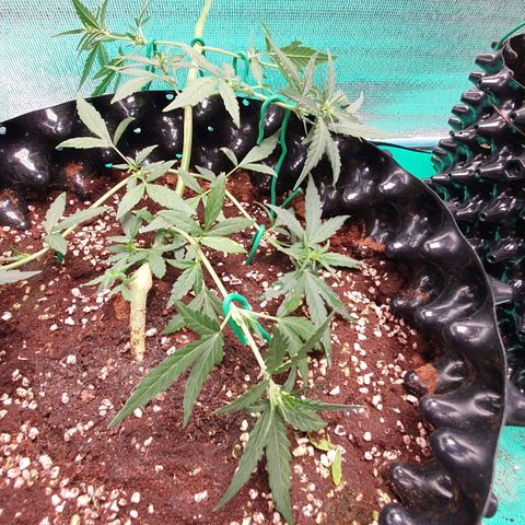 Banana Purple Punch Auto growlog timeline photo
