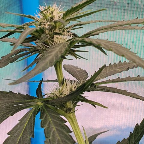 Banana Purple Punch Auto growlog timeline photo