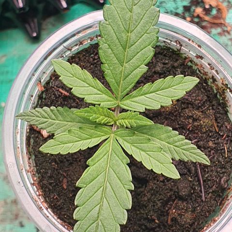 Purple Queen growlog timeline photo