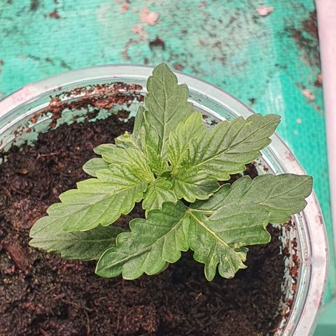 Purple Queen growlog timeline photo