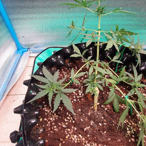 Banana Purple Punch Auto growlog timeline photo