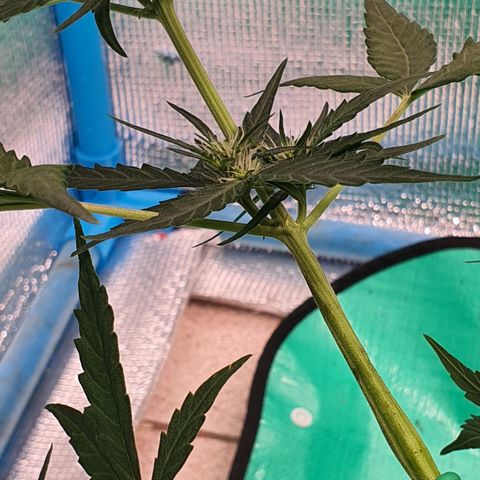 Banana Purple Punch Auto growlog timeline photo