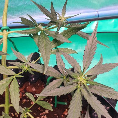 Banana Purple Punch Auto growlog timeline photo