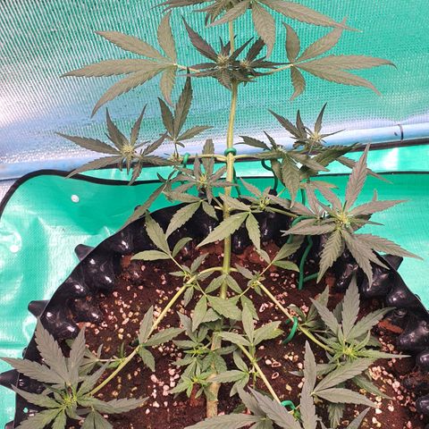 Banana Purple Punch Auto growlog timeline photo