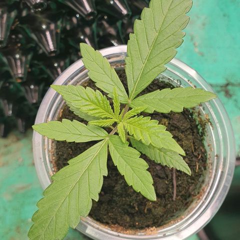Purple Queen growlog timeline photo