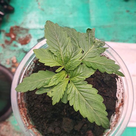 Purple Queen growlog timeline photo