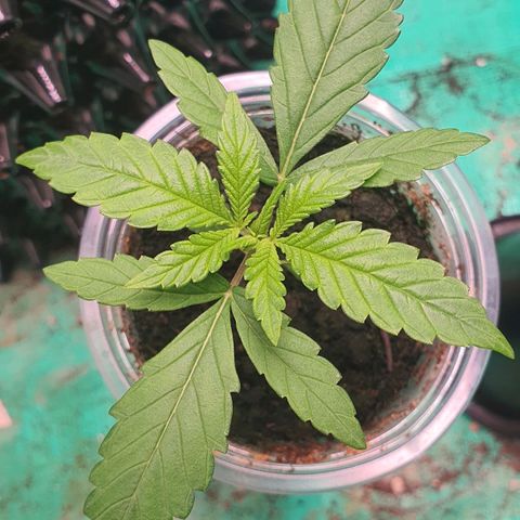 Purple Queen growlog timeline photo