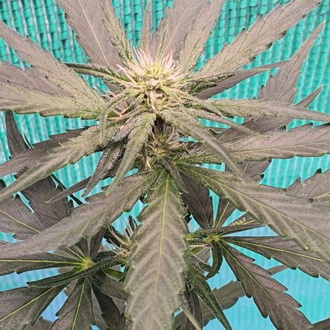 Banana Purple Punch Auto growlog timeline photo