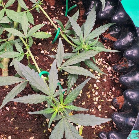 Banana Purple Punch Auto growlog timeline photo