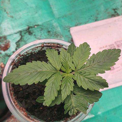 Purple Queen growlog timeline photo