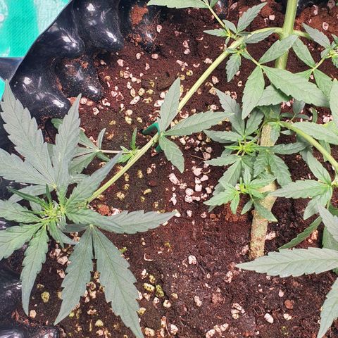 Banana Purple Punch Auto growlog timeline photo