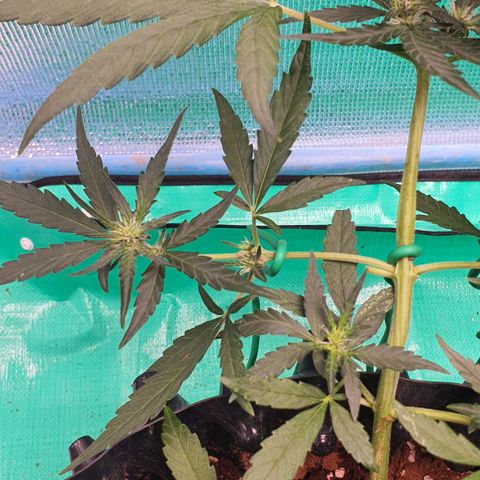 Banana Purple Punch Auto growlog timeline photo