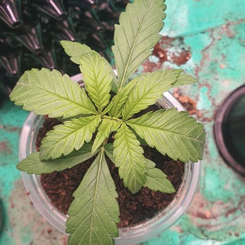 Purple Queen growlog timeline photo