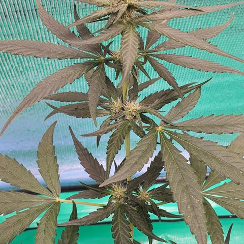 Banana Purple Punch Auto growlog timeline photo