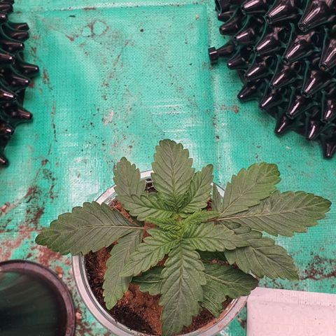 Purple Queen growlog timeline photo
