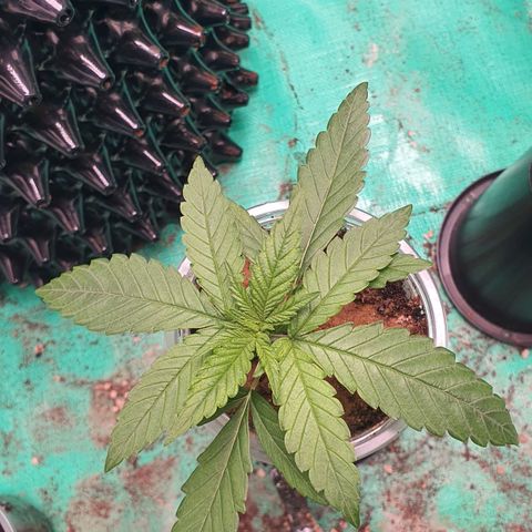 Purple Queen growlog timeline photo