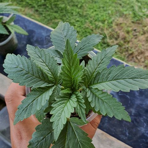 Purple Queen growlog timeline photo