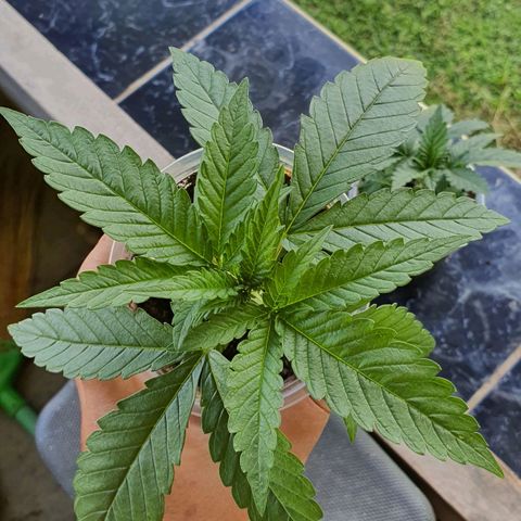 Purple Queen growlog timeline photo