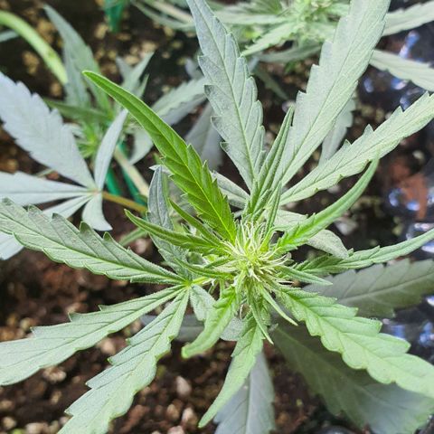 Banana Purple Punch Auto growlog timeline photo