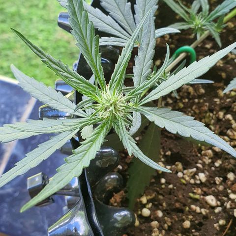 Banana Purple Punch Auto growlog timeline photo