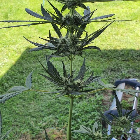 Banana Purple Punch Auto growlog timeline photo