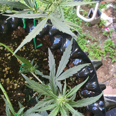 Banana Purple Punch Auto growlog timeline photo