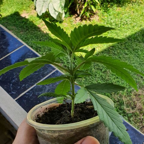 Purple Queen growlog timeline photo
