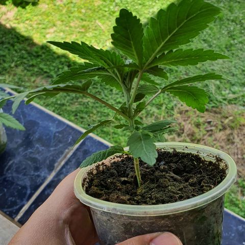 Purple Queen growlog timeline photo