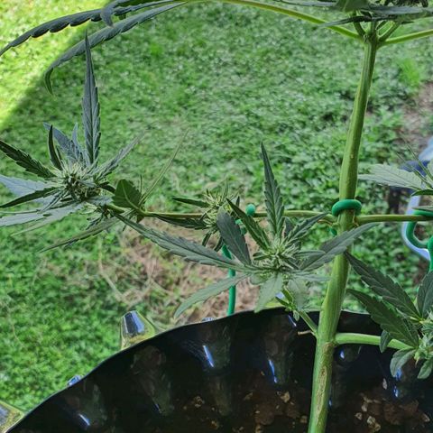 Banana Purple Punch Auto growlog timeline photo