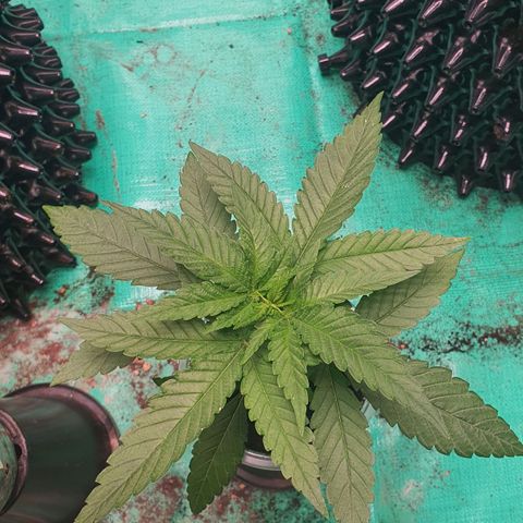 Purple Queen growlog timeline photo