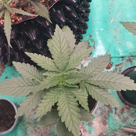 Purple Queen growlog timeline photo